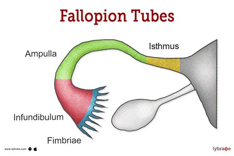 fimbriae|Fallopian Tubes: Location, Anatomy, Function & Conditions.